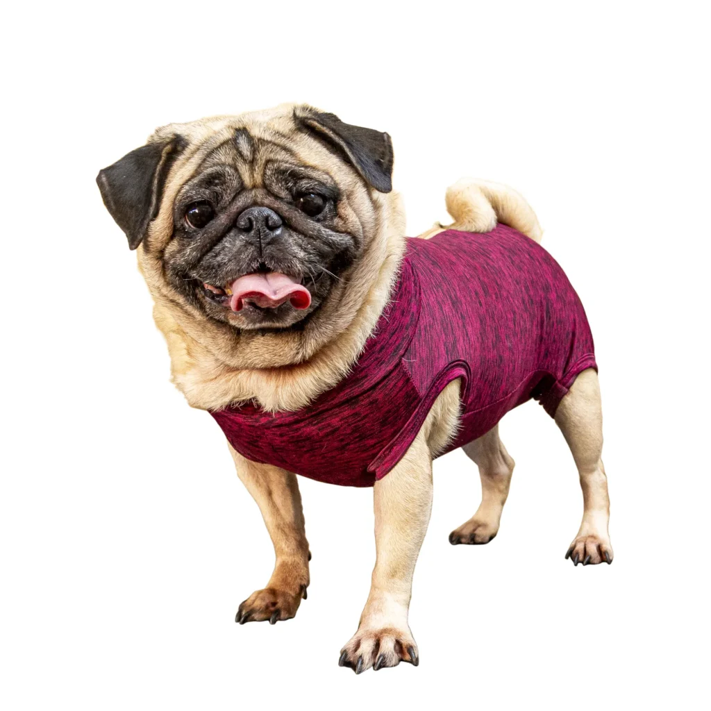 Roupas Pós Cirúrgica Raças Especiais Pug Unissex Pet Designer 01